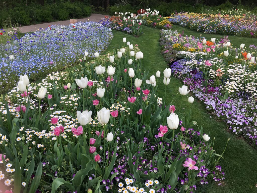 春の里山ガーデンフェスタはパステルカラーの花畑 みかゆcafe