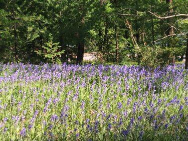 武蔵丘陵森林公園｜木立にひっそりと咲くシラーの花畑