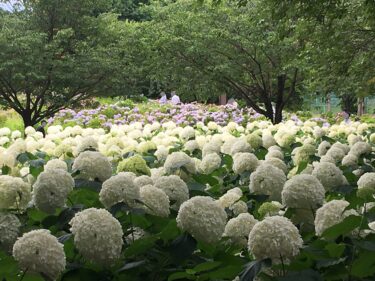 相模原北公園 |白い紫陽花アナベルの花畑